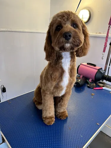 5 - Simply Pawfect pet groomers