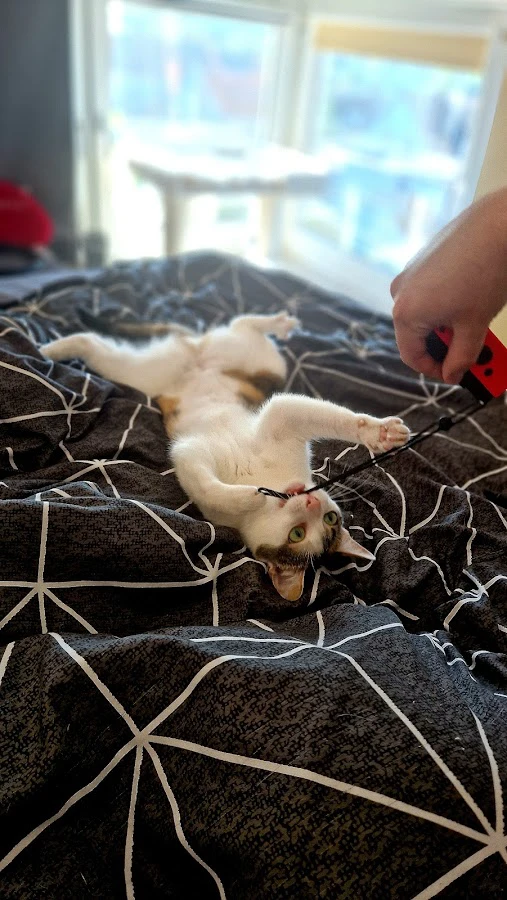 1 - Tierarzt Dr Chr. und F. Wiesenecker Tierärzte