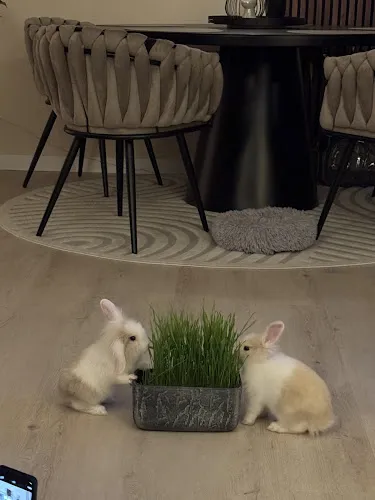 4 - Tierarztpraxis Dr. Ruhe & Dr. Steinbrück - Dietzenbach-Mitte