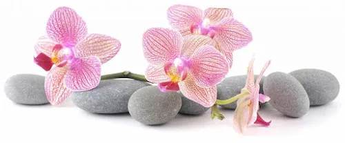 2 - Wellkamm by Cansu