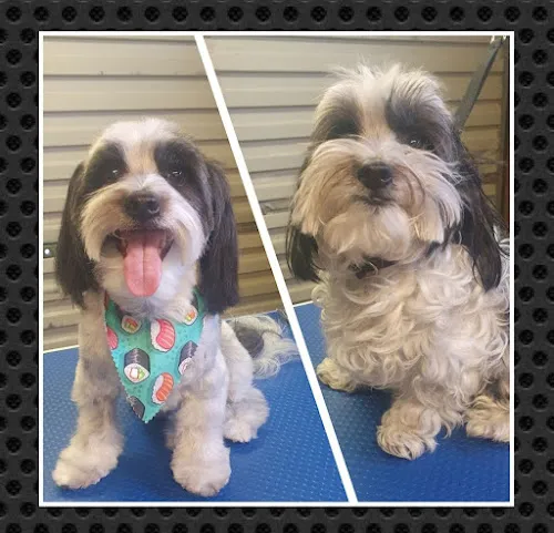 3 - WINKYS DOG GROOMING