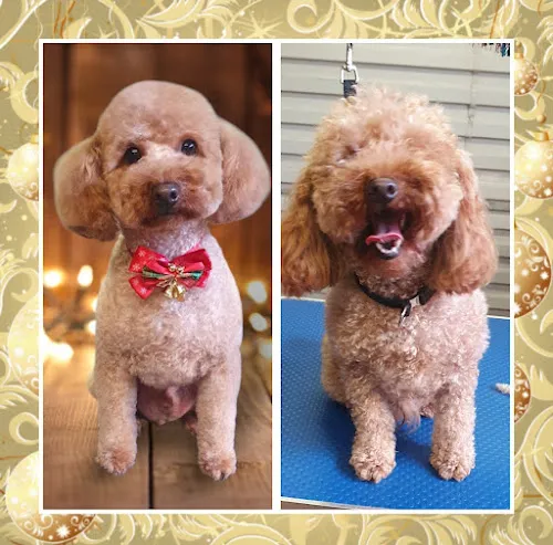 2 - WINKYS DOG GROOMING