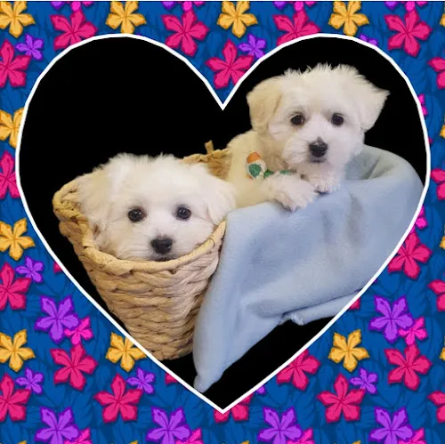 4 - WINKYS DOG GROOMING