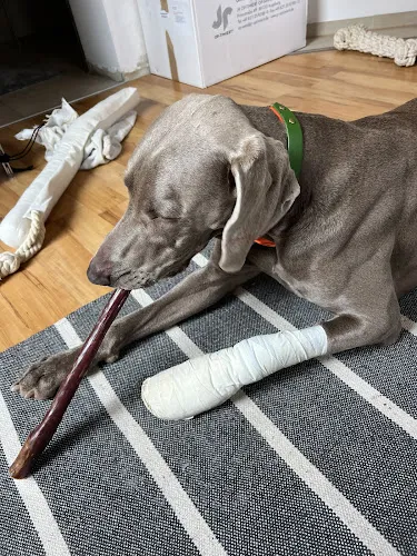 4 - Zahnärztin Olga Bergstreiser