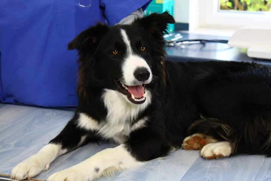 1 - Zahnärztin Olga Bergstreiser