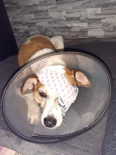 4 - Zahnarztpraxis Dr. Pusic